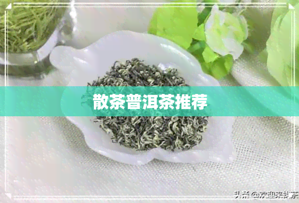 散茶普洱茶推荐