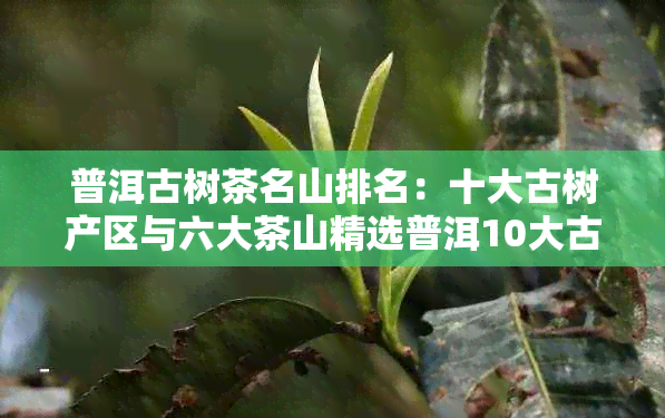 普洱古树茶名山排名：十大古树产区与六大茶山精选普洱10大古树名茶