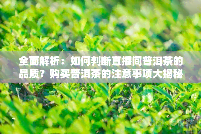 全面解析：如何判断直播间普洱茶的品质？购买普洱茶的注意事项大揭秘！