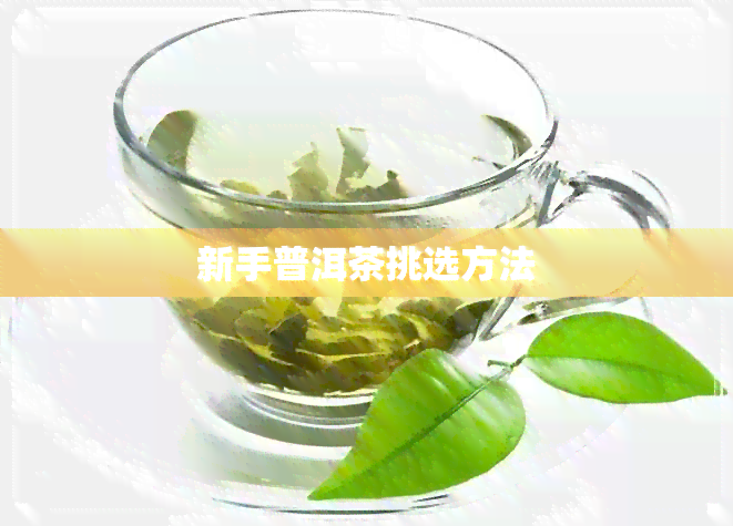 新手普洱茶挑选方法