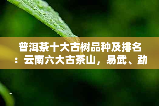 普洱茶十大古树品种及排名：云南六大古茶山，易武、勐海、凤庆等名产。