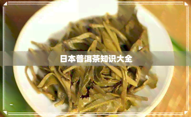 普洱茶知识大全