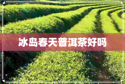 冰岛春天普洱茶好吗