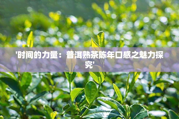 '时间的力量：普洱熟茶陈年口感之魅力探究'