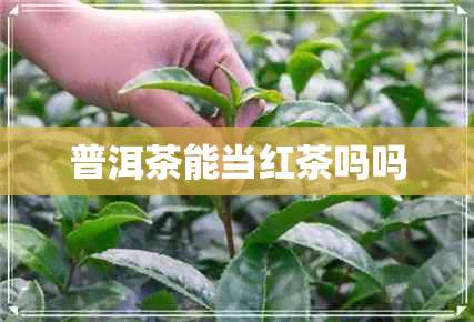 普洱茶能当红茶吗吗