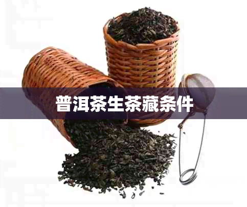 普洱茶生茶藏条件