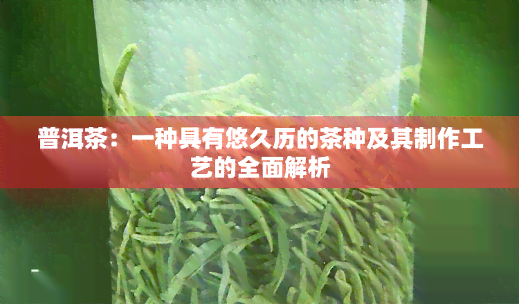 普洱茶：一种具有悠久历的茶种及其制作工艺的全面解析