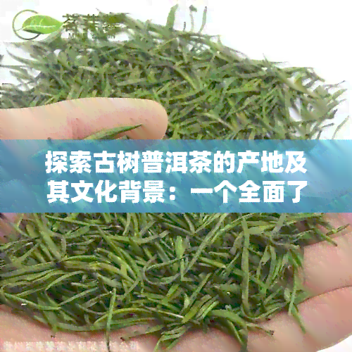 探索古树普洱茶的产地及其文化背景：一个全面了解普洱茶产地与历的视角