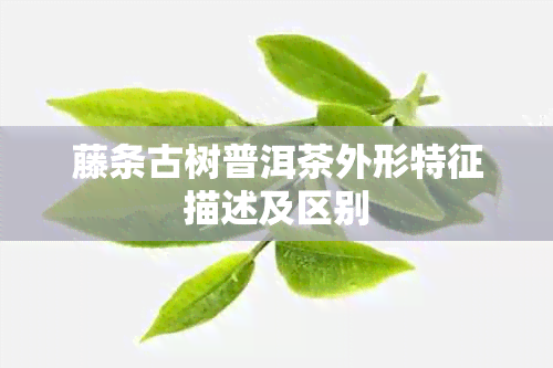 藤条古树普洱茶外形特征描述及区别