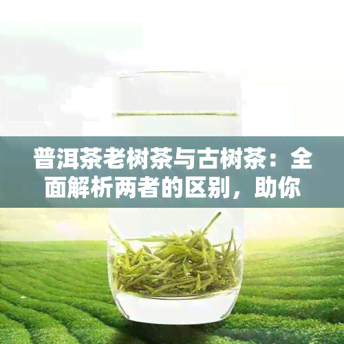 普洱茶老树茶与古树茶：全面解析两者的区别，助你轻松辨别