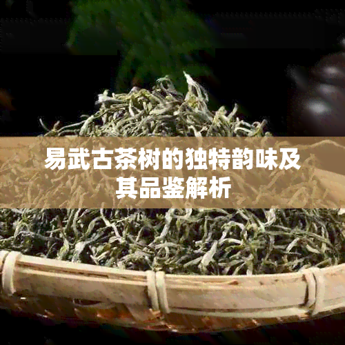 易武古茶树的独特韵味及其品鉴解析