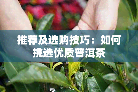 推荐及选购技巧：如何挑选优质普洱茶