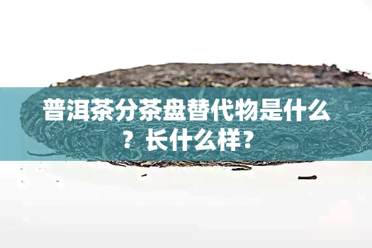 普洱茶分茶盘替代物是什么？长什么样？