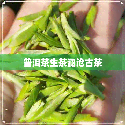 普洱茶生茶澜沧古茶