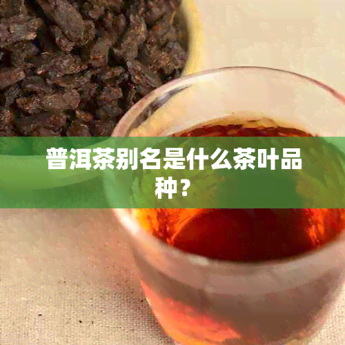 普洱茶别名是什么茶叶品种？