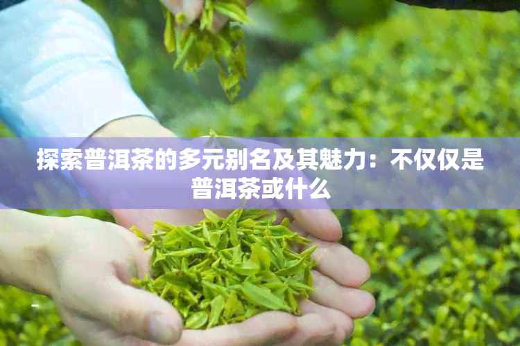 探索普洱茶的多元别名及其魅力：不仅仅是普洱茶或什么