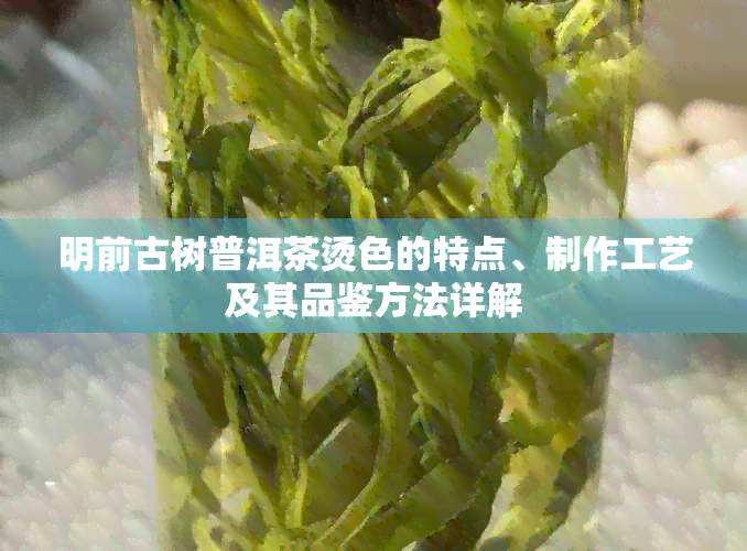 明前古树普洱茶烫色的特点、制作工艺及其品鉴方法详解