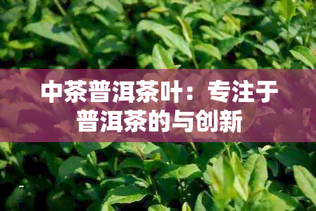 中茶普洱茶叶：专注于普洱茶的与创新