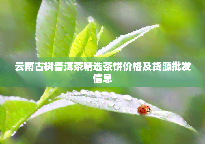 云南古树普洱茶精选茶饼价格及货源批发信息