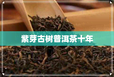 紫芽古树普洱茶十年