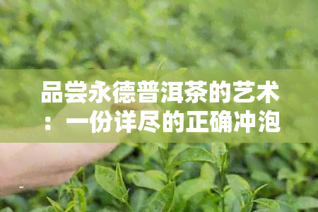 品尝永德普洱茶的艺术：一份详尽的正确冲泡指南