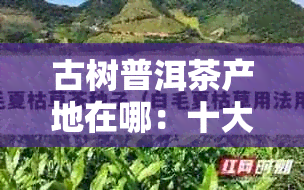 古树普洱茶产地在哪：十大名牌及产区指南