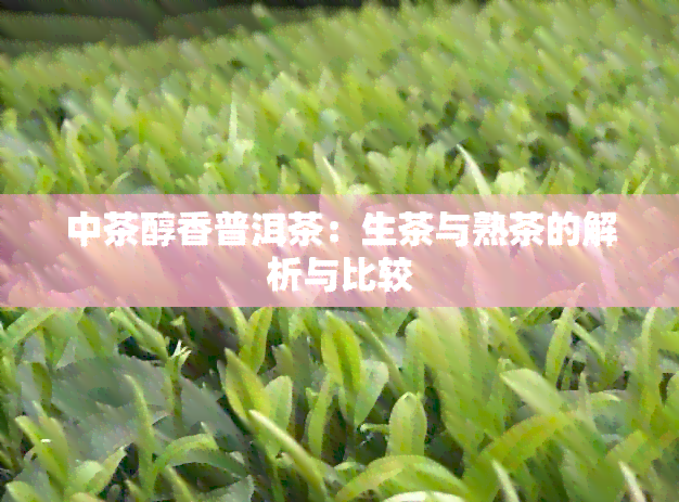 中茶醇香普洱茶：生茶与熟茶的解析与比较