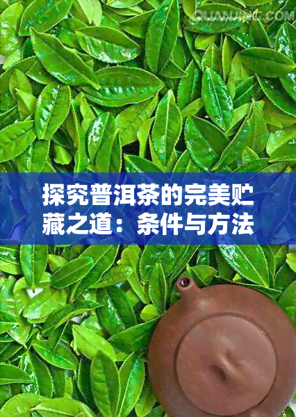 探究普洱茶的完美贮藏之道：条件与方法