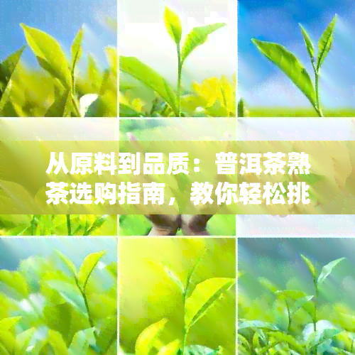 从原料到品质：普洱茶熟茶选购指南，教你轻松挑选优质熟茶