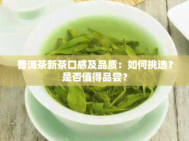 普洱茶新茶口感及品质：如何挑选？是否值得品尝？