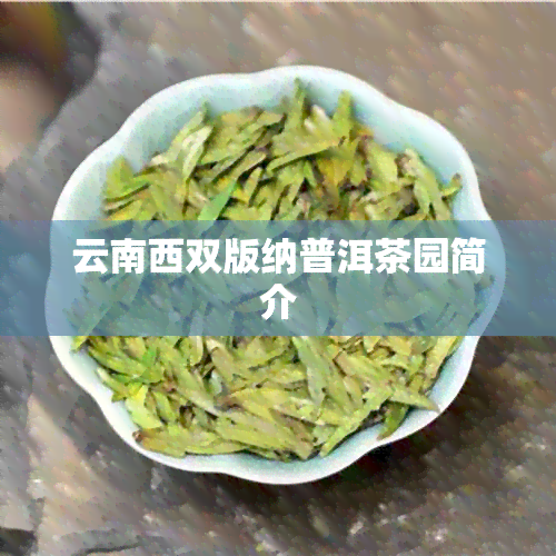 云南西双版纳普洱茶园简介