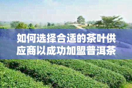 如何选择合适的茶叶供应商以成功加盟普洱茶