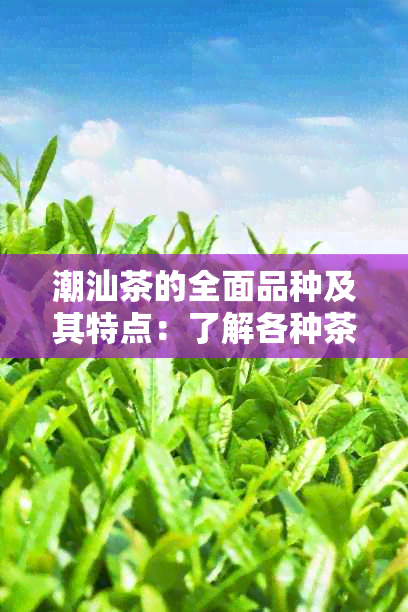 潮汕茶的全面品种及其特点：了解各种茶类、产地、制作工艺及品饮技巧