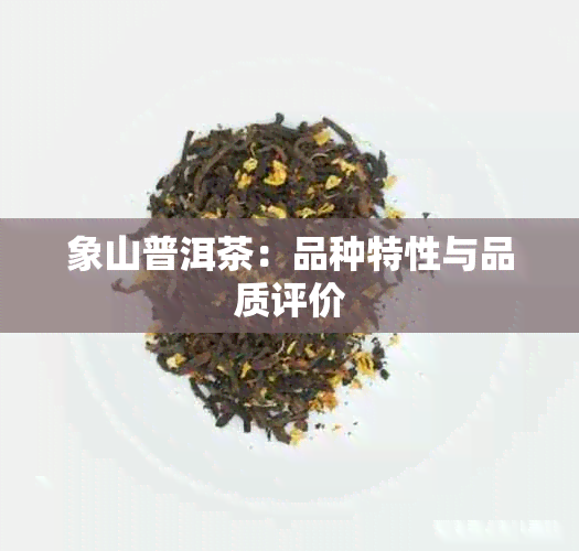 象山普洱茶：品种特性与品质评价