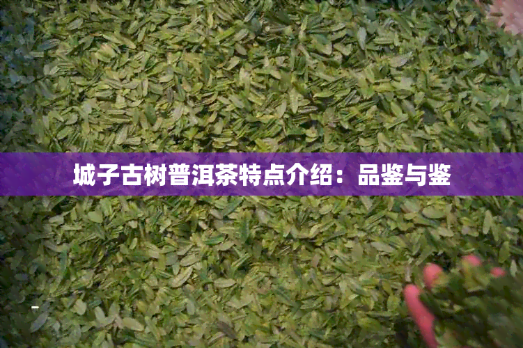 城子古树普洱茶特点介绍：品鉴与鉴