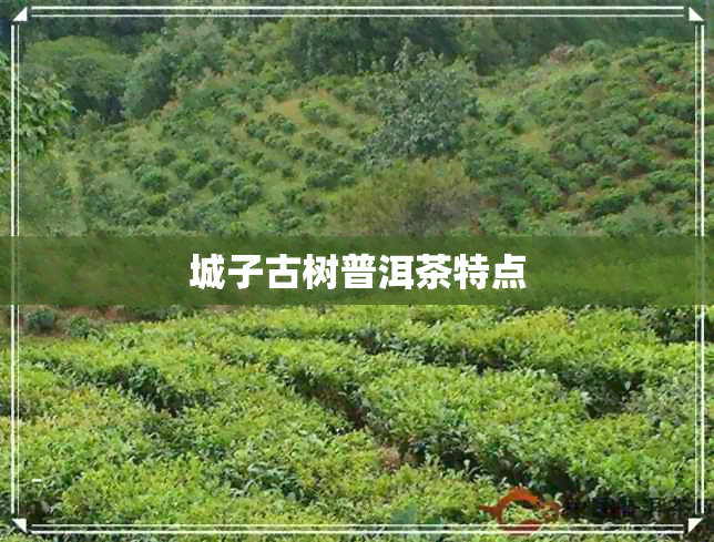 城子古树普洱茶特点