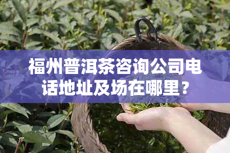 福州普洱茶咨询公司电话地址及场在哪里？