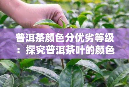 普洱茶颜色分优劣等级：探究普洱茶叶的颜色与品质关系