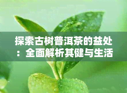 探索古树普洱茶的益处：全面解析其健与生活裨益