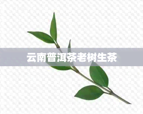 云南普洱茶老树生茶