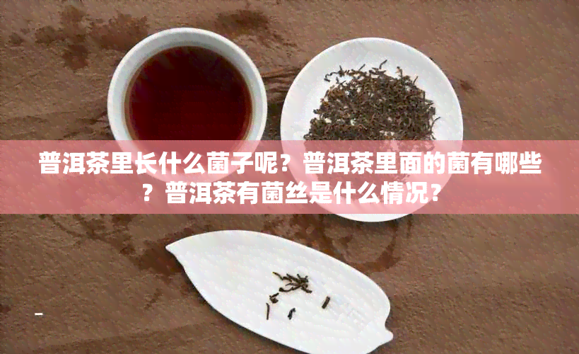 普洱茶里长什么菌子呢？普洱茶里面的菌有哪些？普洱茶有菌丝是什么情况？