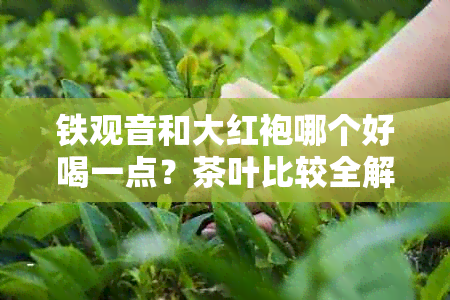 铁观音和大红袍哪个好喝一点？茶叶比较全解析！