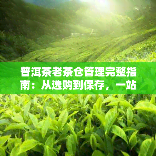 普洱茶老茶仓管理完整指南：从选购到保存，一站式解决您的问题！