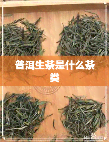 普洱生茶是什么茶类