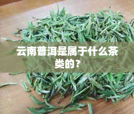 云南普洱是属于什么茶类的？