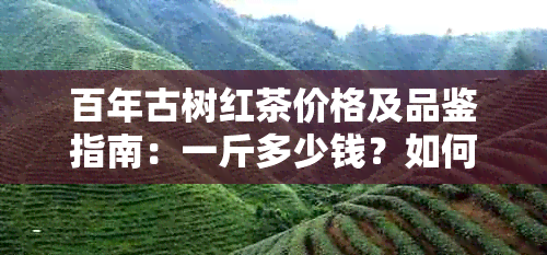 百年古树红茶价格及品鉴指南：一斤多少钱？如何选购和品尝？