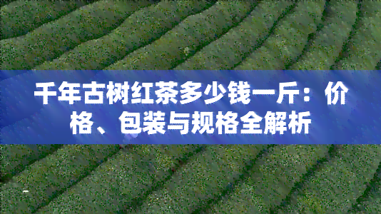 千年古树红茶多少钱一斤：价格、包装与规格全解析