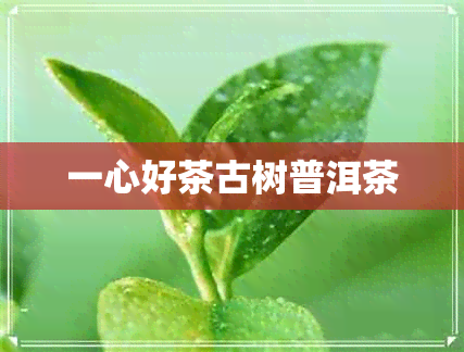 一心好茶古树普洱茶