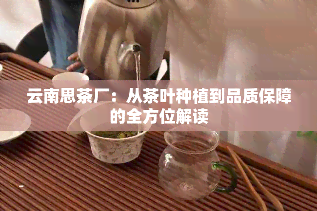 云南思茶厂：从茶叶种植到品质保障的全方位解读