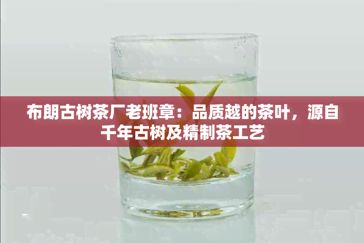 布朗古树茶厂老班章：品质越的茶叶，源自千年古树及精制茶工艺